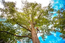 Mulching Services in Winnsboro Mills, SC