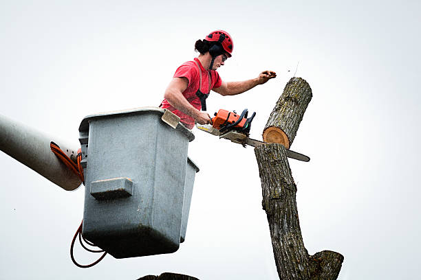 How Our Tree Care Process Works  in  Winnsboro Mills, SC